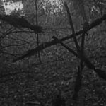 Назван режиссер новой версии фильма ужасов «Ведьма из Блэр»